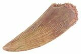 Serrated Raptor Tooth - Real Dinosaur Tooth #370392-1